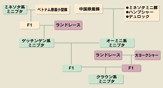 クラウン系ミニブタの開発