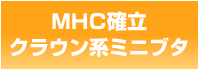 MHC確立クラウン系ミニブタ