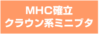 MHC確立クラウン系ミニブタ